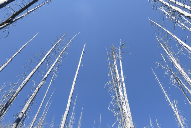 Old burned trees with a stunning blue sky above